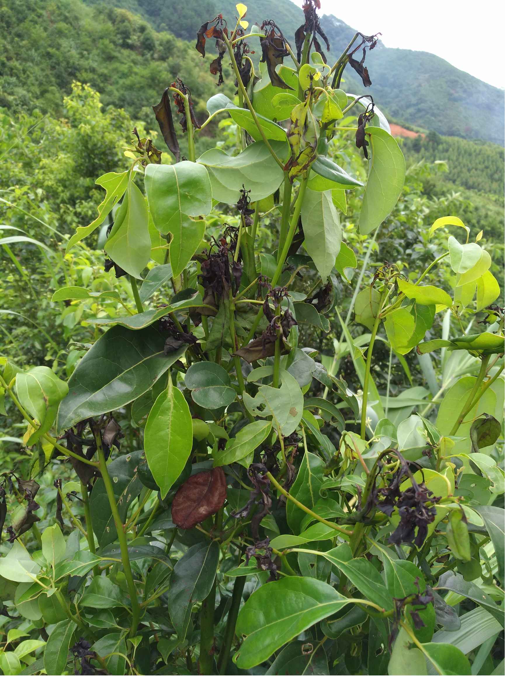 芳樟树病虫害打什么药