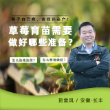 草莓育苗前期管理方案 1*1套*1套