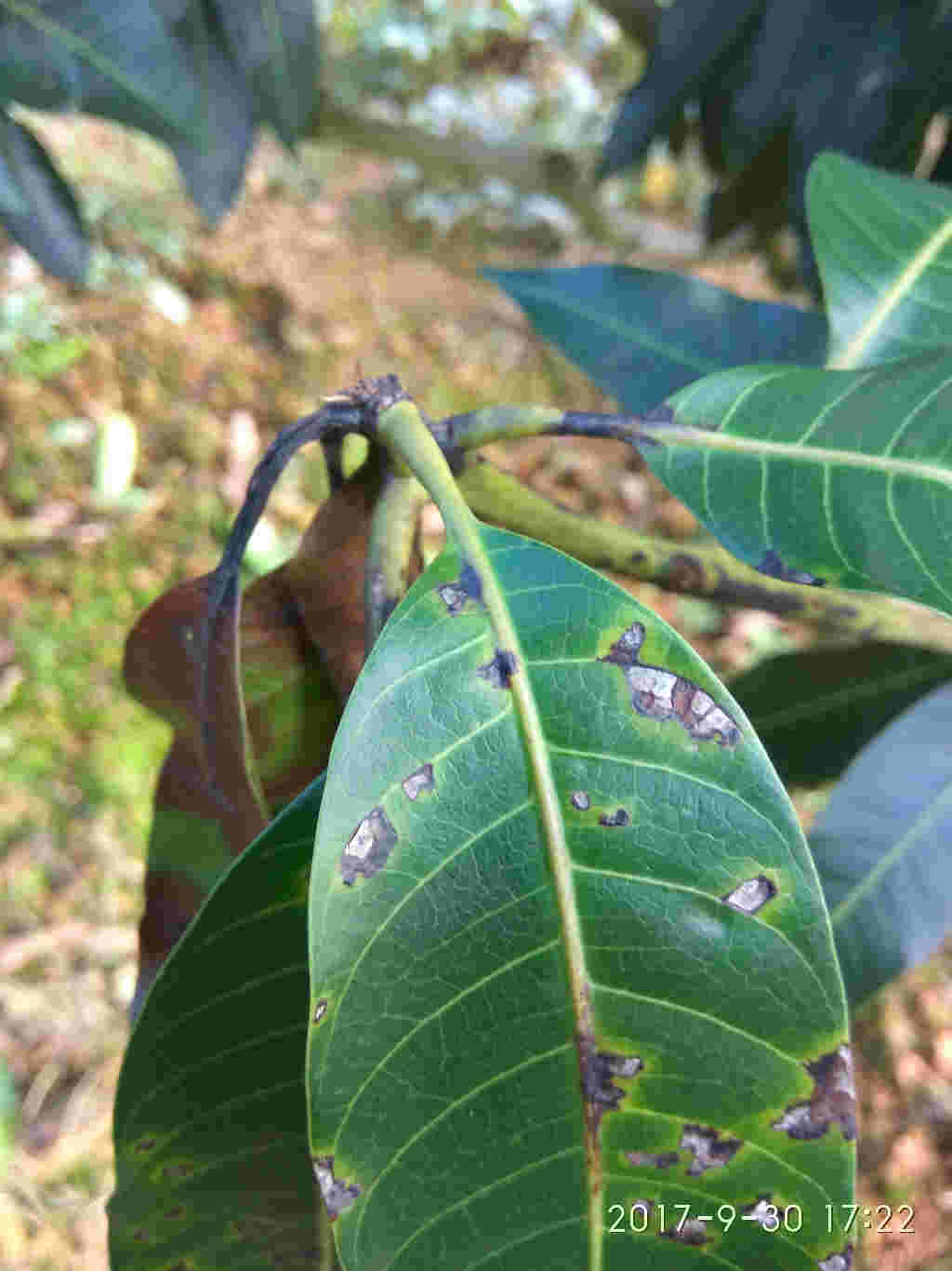 芒果茎点霉叶斑病图片