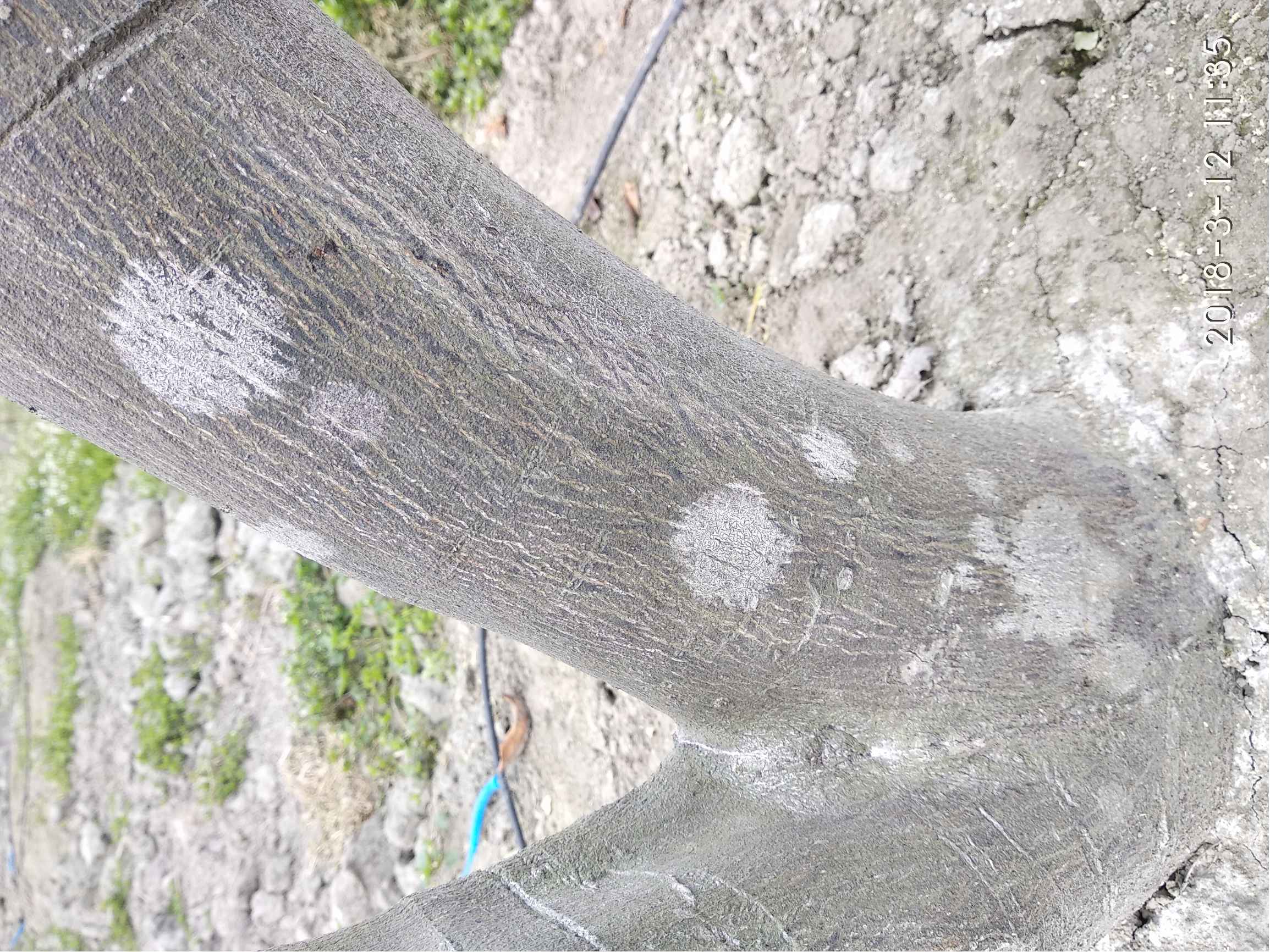 桦树：与黑条纹的白色树干 美丽的俄国树 库存照片. 图片 包括有 开帐单的, 俄语, 要素, 森林, 数据条 - 101766004