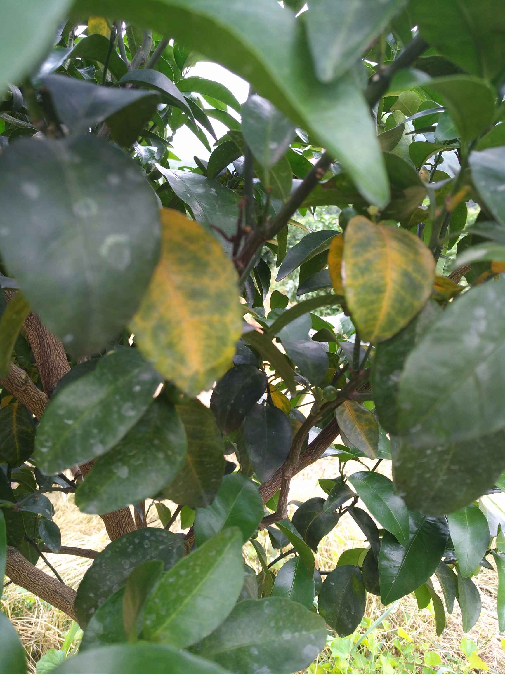 柑橘苗冬季黄叶图片