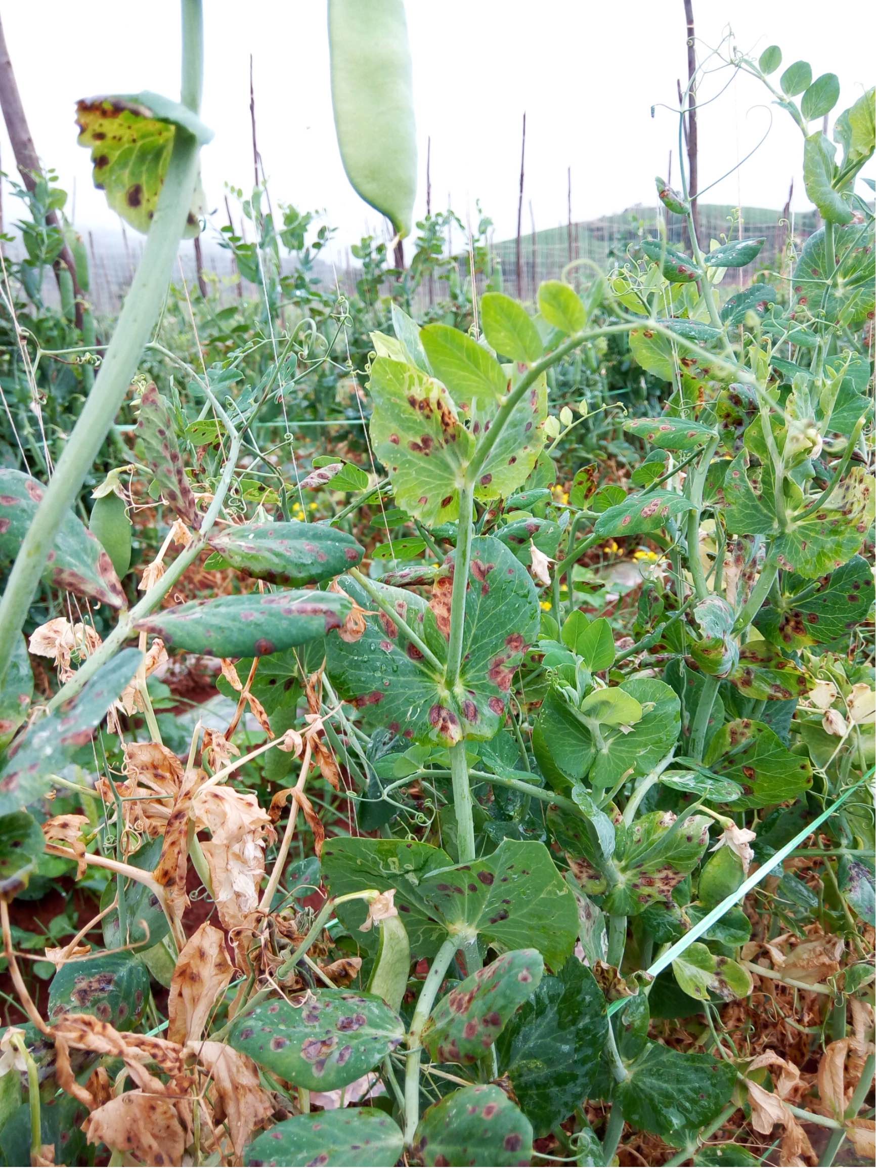 豌豆常见病虫害防治图片