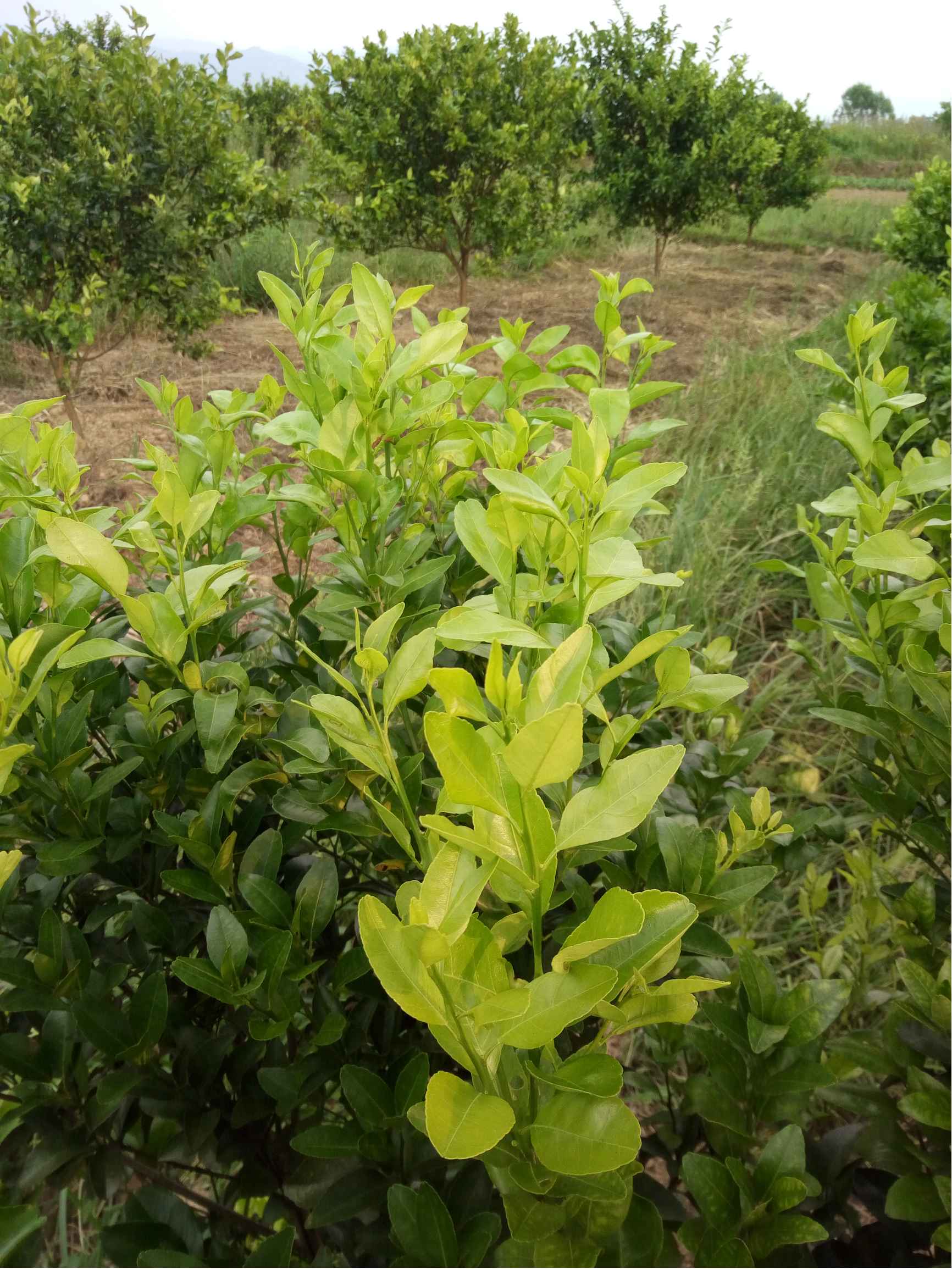 晚夏梢没成熟,可以修剪吗.树龄四年