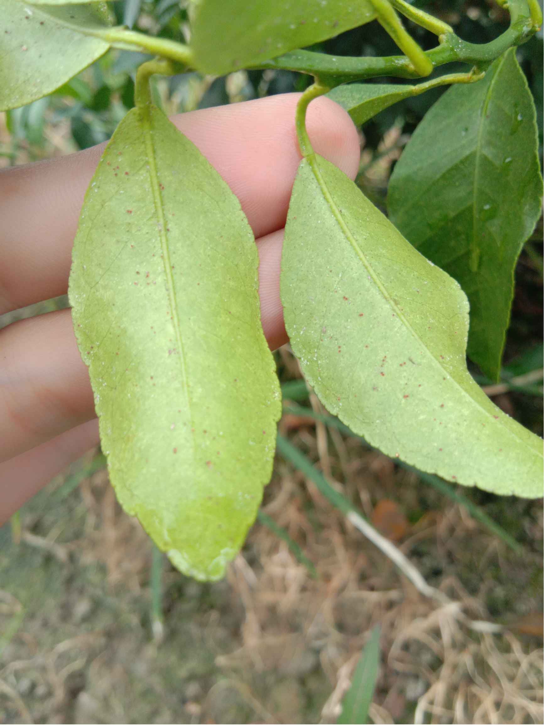 红蜘蛛捂死图片