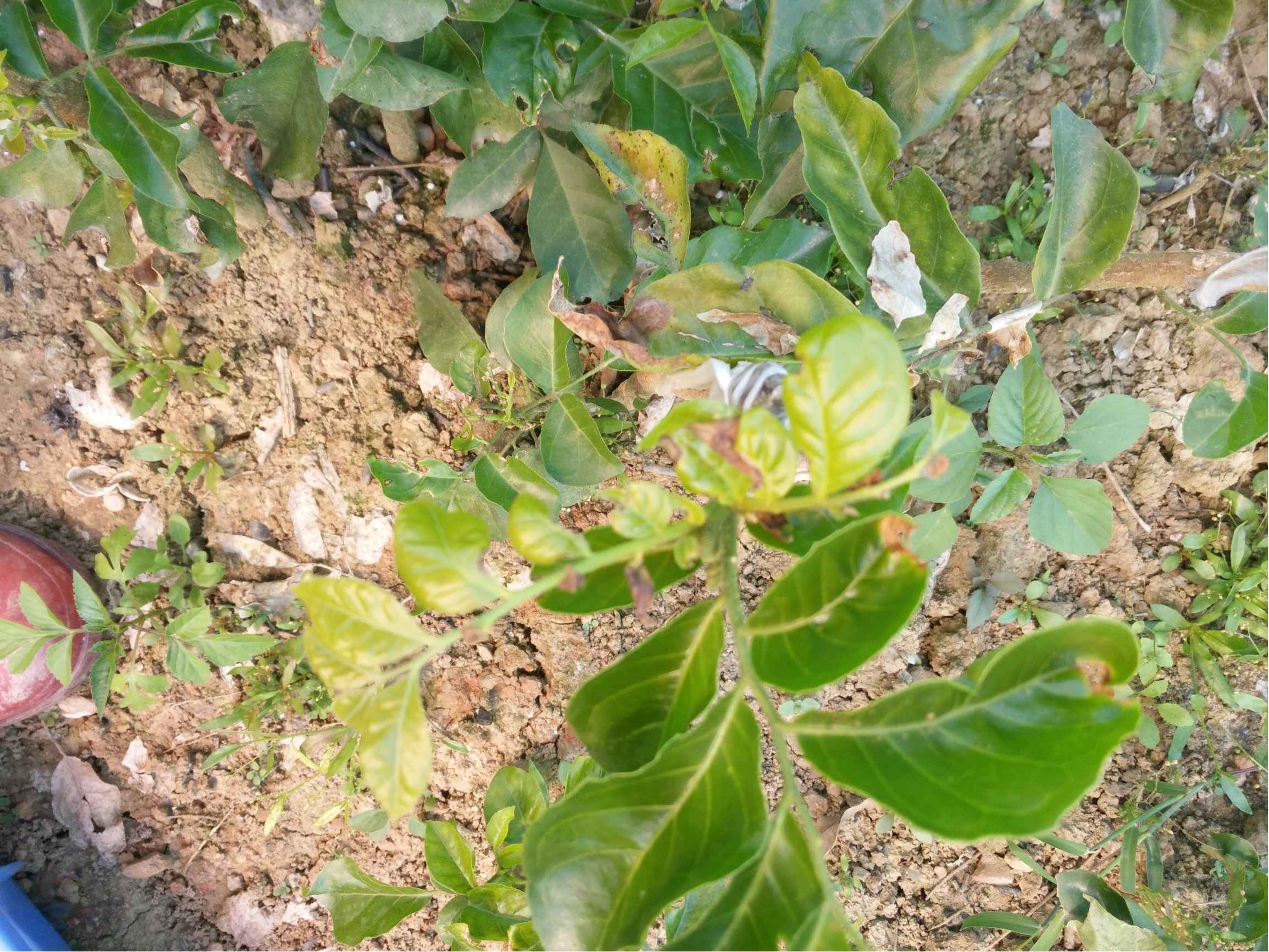 黄皮果树常见病害图片