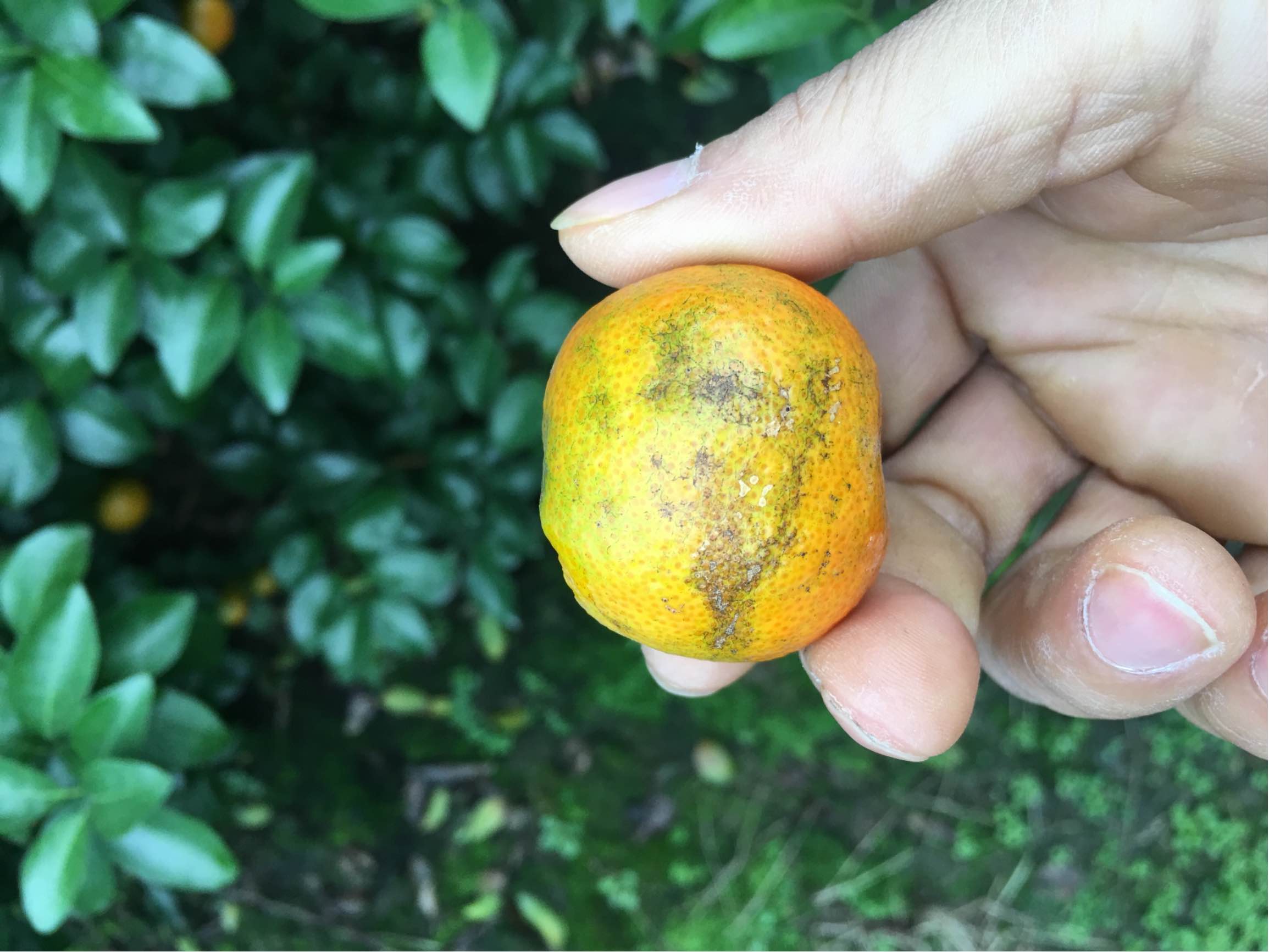 柑橘锈壁虱危害图片图片