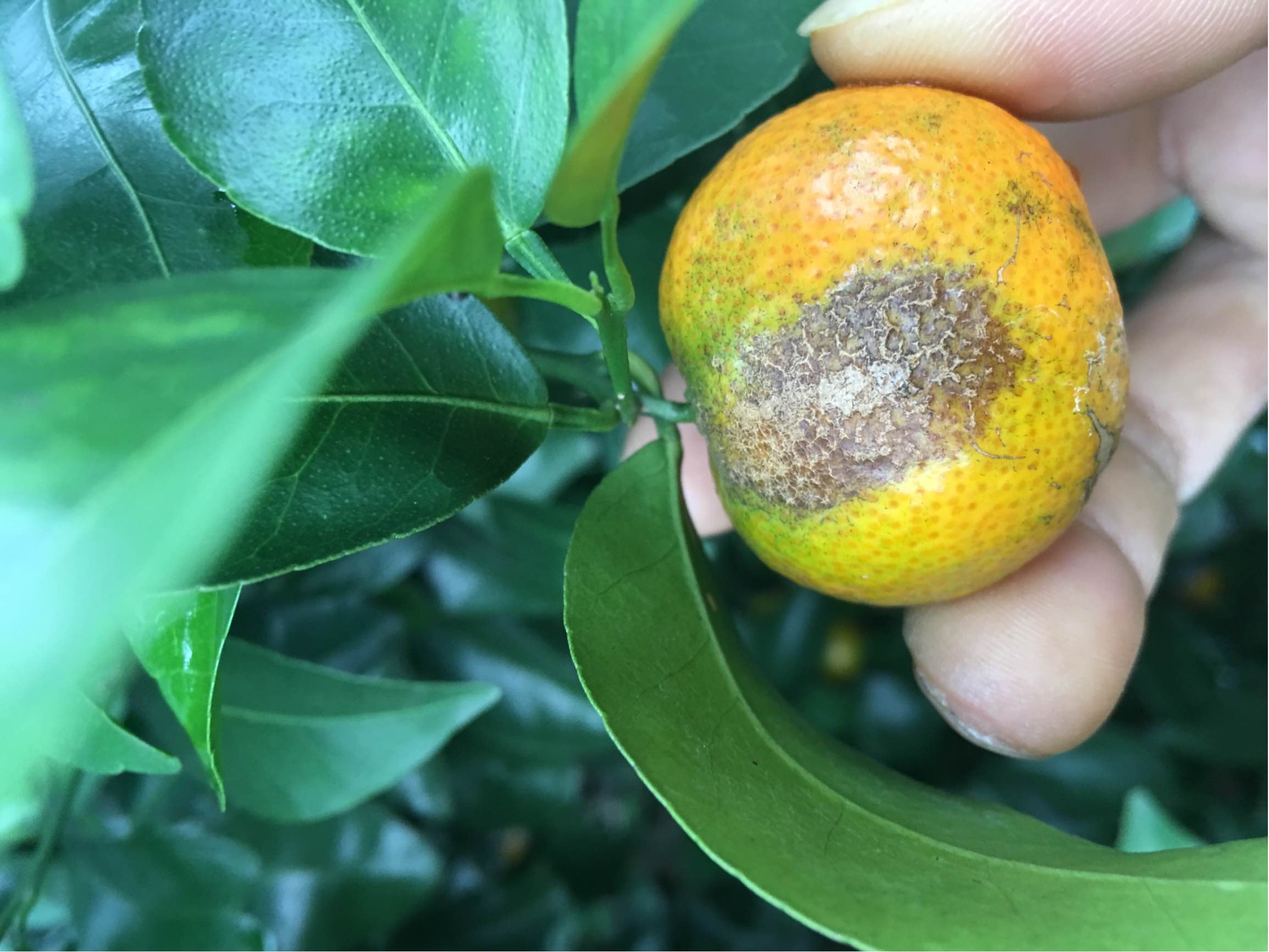 柑橘锈斑病图片图片