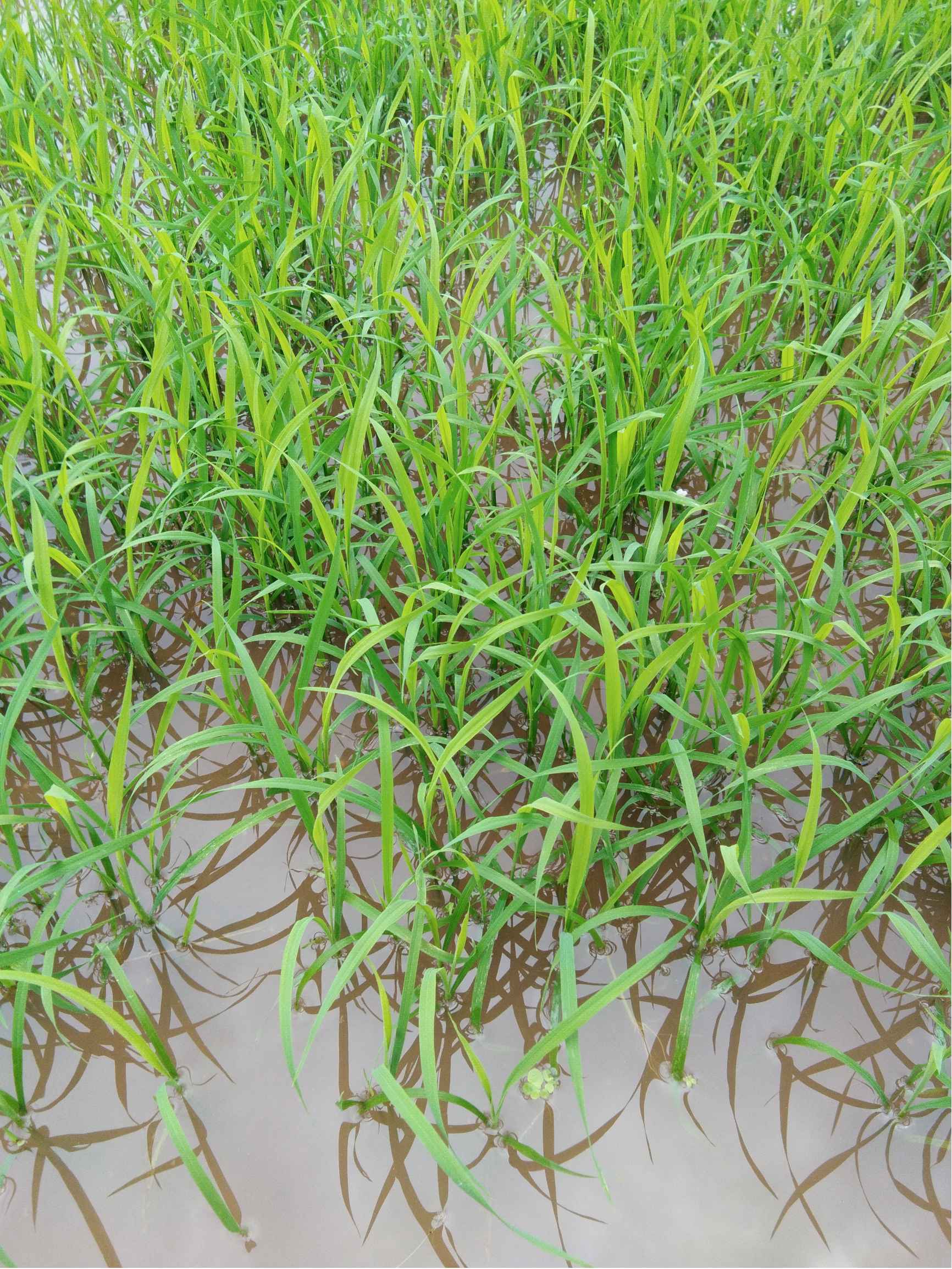 水稻秧苗图片 叶片图片