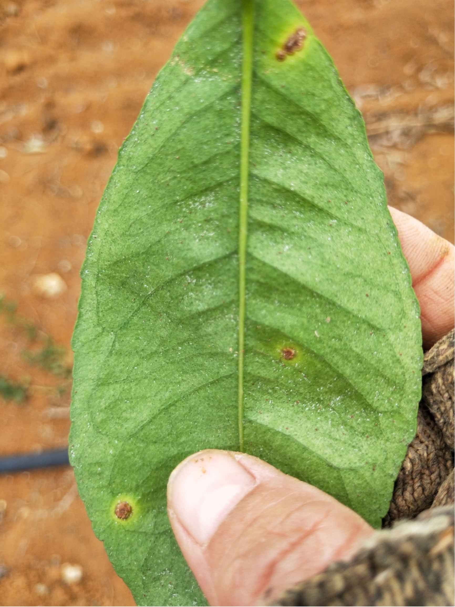 红蜘蛛植物发病图片图片