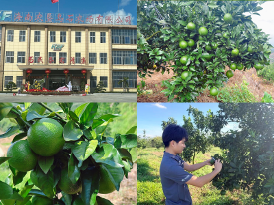 柑橘基地