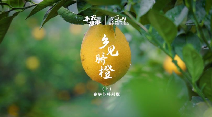 CA88故事特别版《乡见脐橙》——上