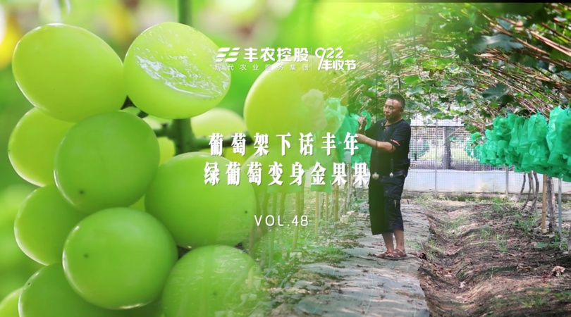  PP电子集团官网故事VOL.48葡萄架下话丰年，绿葡萄变身金果果