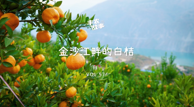CA88故事VOL.57 金沙江畔的白桔